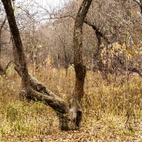 В парке :: Александр 