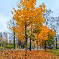 Золотая осень ещё продолжается в Каменноостровском парке :: Стальбаум Юрий 