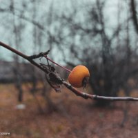 Дичка в позднюю осень :: Андрей Аксенов