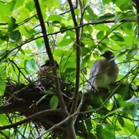 Гнездо диких голубей вяхирей :: Сергей Лычагин