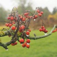 Ноябрьская ветка рябины. :: Александра [-/