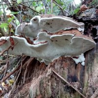 грибы на дереве :: Heinz Thorns