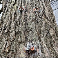 Дерево с глазами. :: Валерия Комова