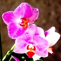 Цветет орхидея... :: ГЕНРИХ 