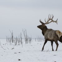 Охота на лосей.. :: Витя Минов 