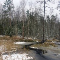 В осеннем лесу :: Владимир Мельников