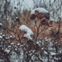 Снежность :: Андрей Аксенов