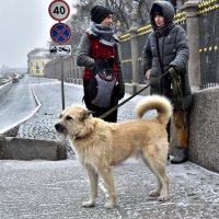 Взгляд :: Алексей Чуркин