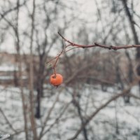 Одинокость в снежную осень :: Андрей Аксенов