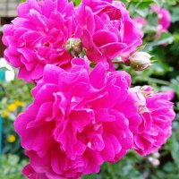 Плетистая роза :: Нина Колгатина 