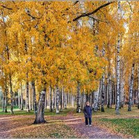 Осень в берёзовой роще :: Любовь Зинченко 