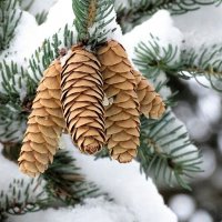 Шишки голубой ели. :: Милешкин Владимир Алексеевич 