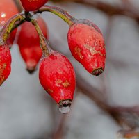 Ледяные слезы... :: Алексей Бортновский