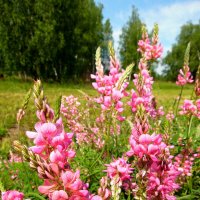 Полевые цветы-украшение лета. :: nadyasilyuk Вознюк