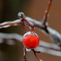 Ягодки. :: Александр Кондаков