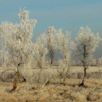 Берёзки на балу у осени. :: nadyasilyuk Вознюк