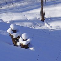 Дама с кавалером :: Елена 