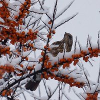 Дрозд. :: Елена 