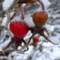 Картинка ранней зимы. :: Милешкин Владимир Алексеевич 