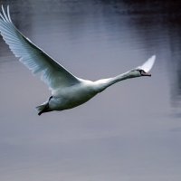 Полёт белых птиц :: Alexander Andronik