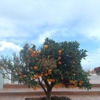 "Там, где растут апельсины" :: Виктор 