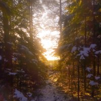 В зимнем лесу :: Сергей Кочнев