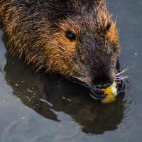 нутрия кушает угощение :: Александр Леонов