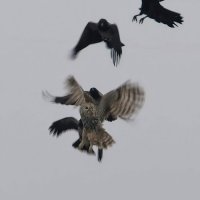 Стая ворон преследует сову :: Николай Соколухин