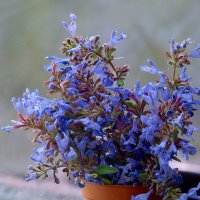 Синие цветы. :: nadyasilyuk Вознюк