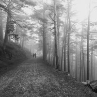 Лесной туман :: Валерий Т