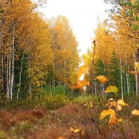 Осень в островном лесу! :: Владимир 