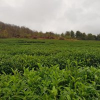Чайные плантации в ЛОО-СОЧИ :: Tata Wolf