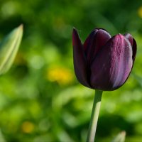 "Черный" тюльпан :: lady v.ekaterina