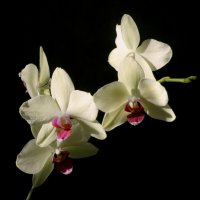 Орхидеи :: ГЕНРИХ 