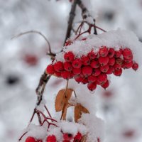 Под снегом. :: Андрей + Ирина Степановы