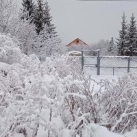 В первый день зимы :: Nina Karyuk