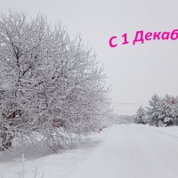 С началом календарной зимы! :: Nina Karyuk