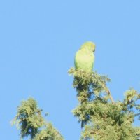 Зелёный попугай. :: Валерьян Запорожченко