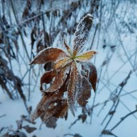 Примета зимы :: Андрей Лукьянов