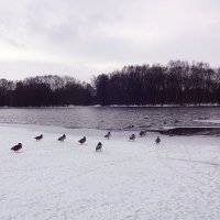 Утки зимой на озере. :: tamara 