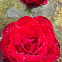 Роза после дождя :: Ася Коршик