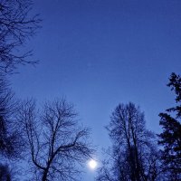 Луна :: Наталья Светлова