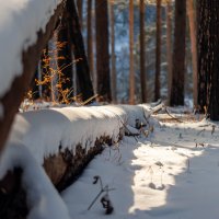 В зимнем лесу. :: Вадим Басов