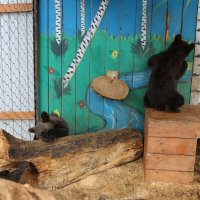 Медвежата в сибирском зоопарке :: Ольга 