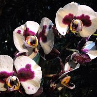 Орхидеи. :: Лия ☼
