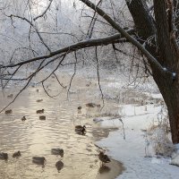 Зимний пейзаж с утками :: Александр Синдерёв
