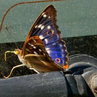 Про бабочек 45 :: Александр Прокудин