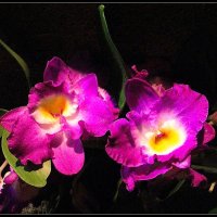 Орхидеи. :: Лия ☼