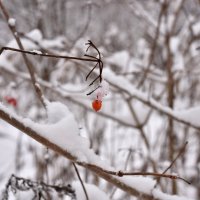 Зимняя ягода :: Наталья Аджиева