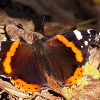 осенние бабочки 3 :: Александр Прокудин